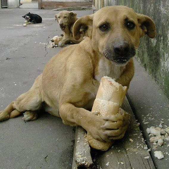İTÜ'de artan köpek saldırıları: Köpekler ve öğrenciler için en iyi çözüm ne?