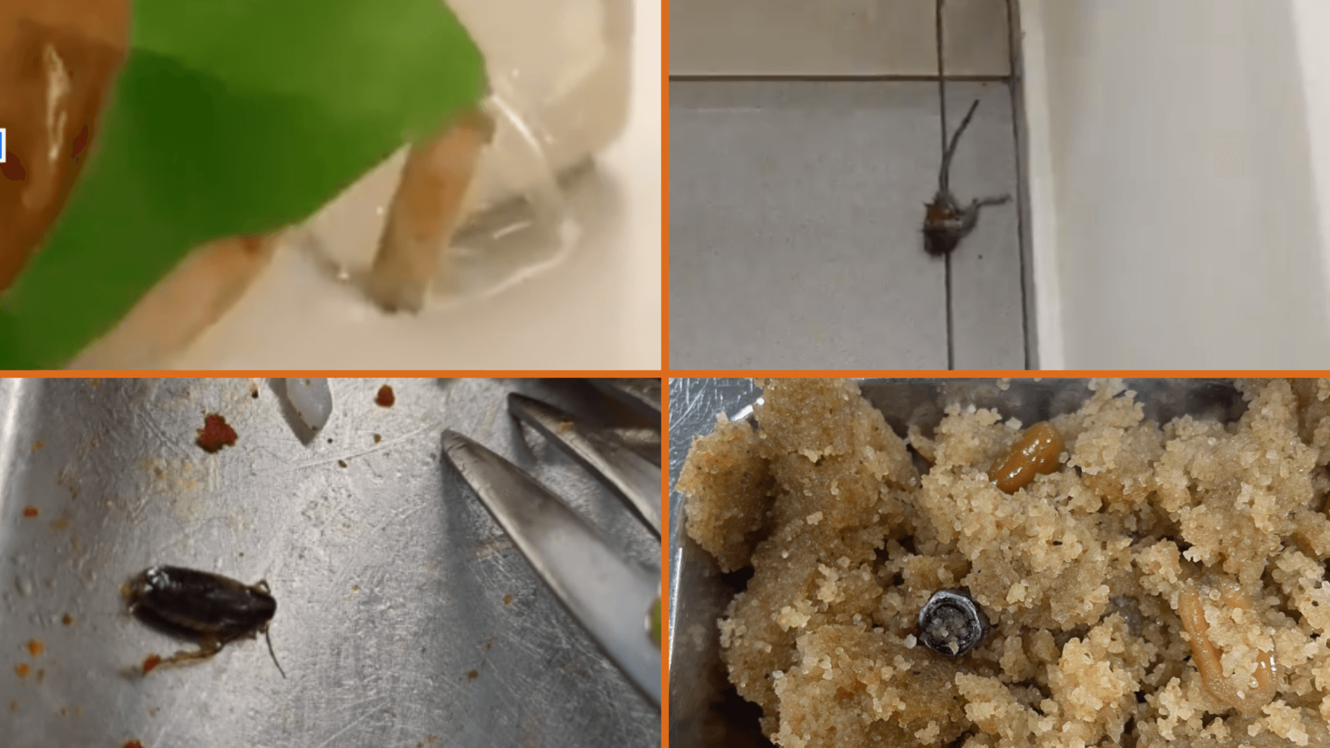 Şimdi de fare: İTÜ yemekhanelerinde hijyen problemi