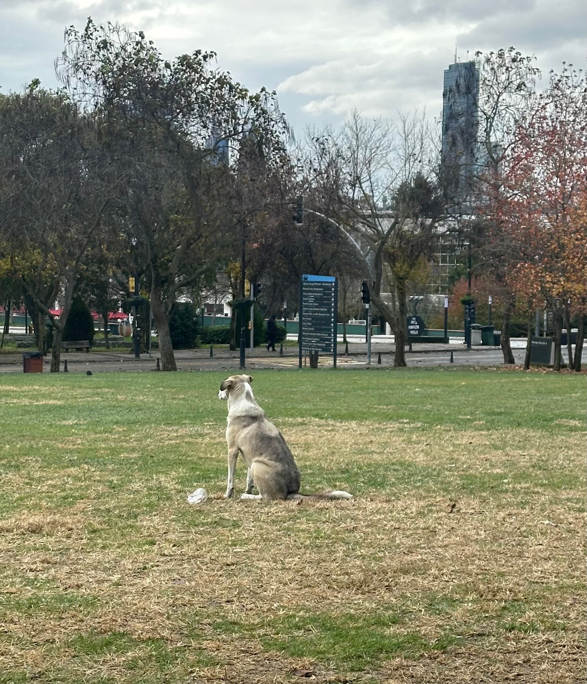 İTÜ’de sahipsiz köpek sorunu: Öğrenciler ne bekliyor, yetkililer ne yapıyor?