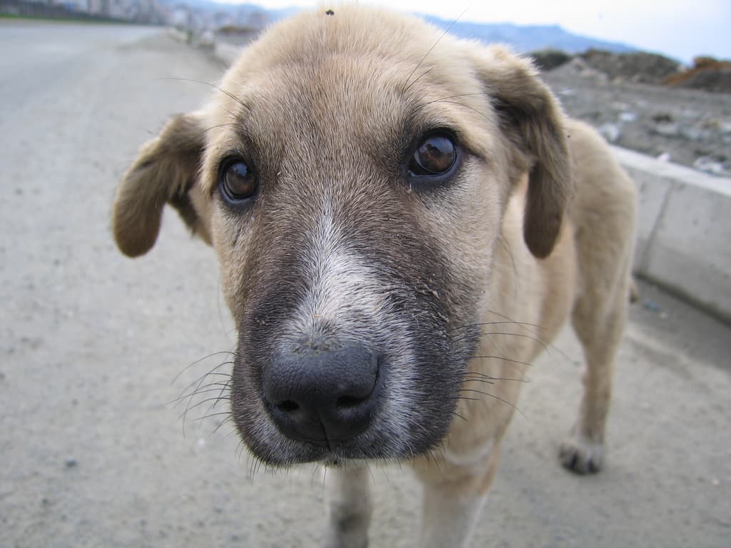 İTÜ'nün asıl yerlileri, agresif ama bir o kadar da sevimli hayvanlarımız