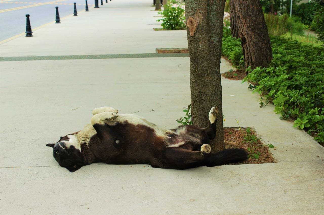 Ve bu da oldu: İTÜ'de köpek bıçaklandı
