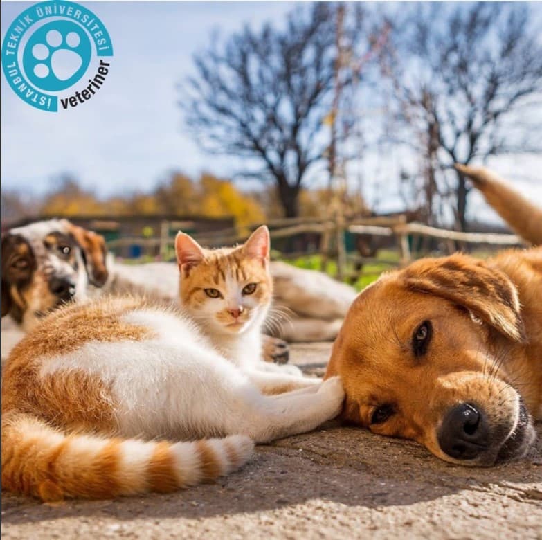 İTÜ Veteriner Birimi'ni biliyor muydunuz?