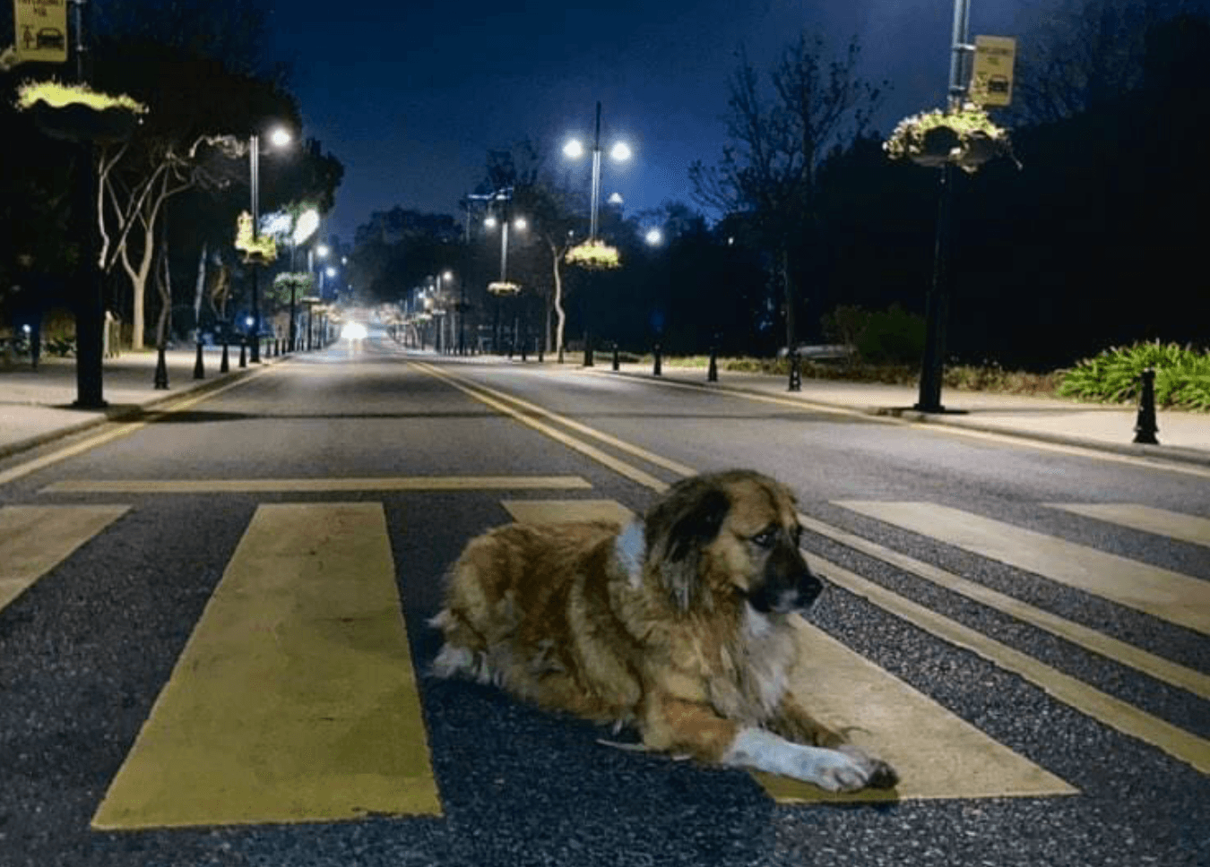Veteriner olmaması nedeniyle köpekler başıboş kaldı : Bir öğrenci yaralandı
